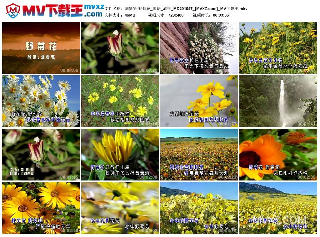 刘贵贤-野菊花_国语_流行_MD201047